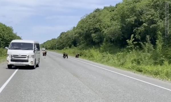 На Камчатке три медведя "разводят" автомобилистов на еду