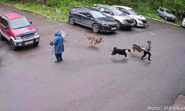 На Камчатке стая собак напала на ребенка