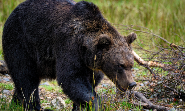 В Охинском районе медведь убил сборщицу ягод