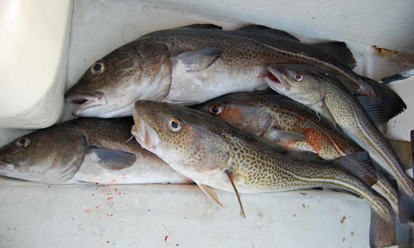 Сахалинская область отправила за рубеж 146 партий морепродуктов