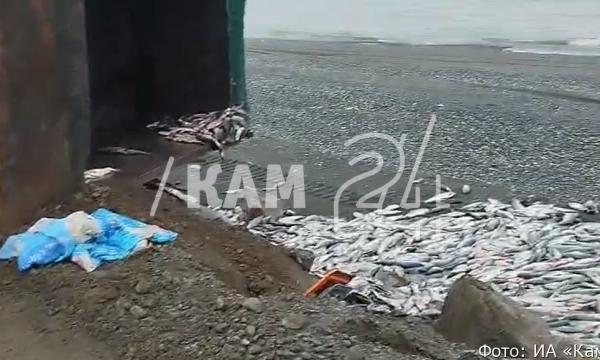 Грузовик, забитый лососями, опрокинулся на Камчатке