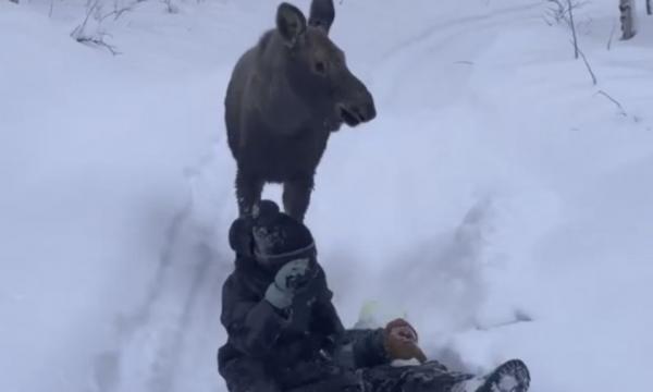 На Камчатке лосиха устроила забег с детьми