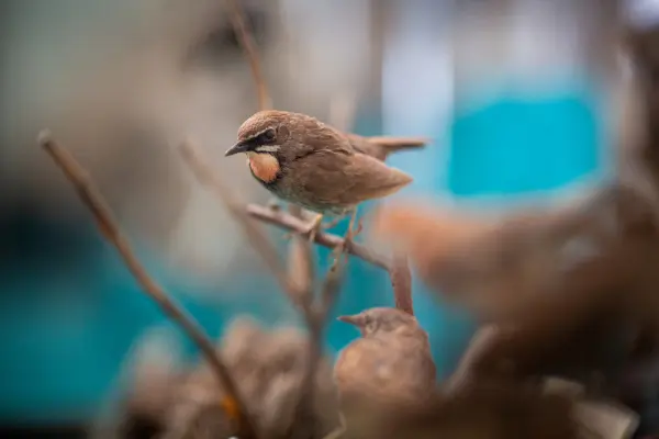 РАСТИТЕЛЬНЫЙ И ЖИВОТНЫЙ МИР САХАЛИНА И КУРИЛ