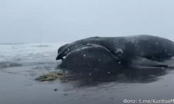 На берег Камчатки выбросило мёртвого японского кита