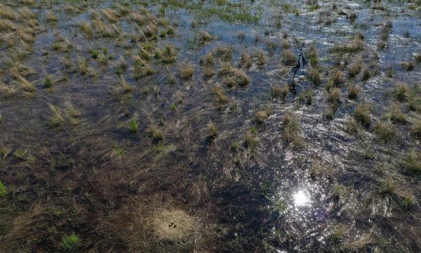 В Амурской области ученые обнаружили редкую журавлиную кладку