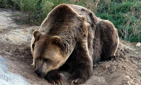 Сахалинские специалисты проверили 15 проб медвежатины на трихинеллез