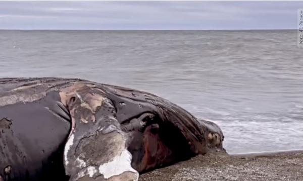 На берег Охотского моря на Камчатке выбросило кита