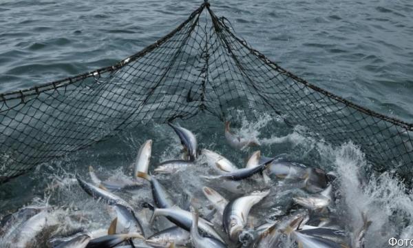 Камчатские рыбаки выловили на 20 % больше лосося, чем было запланировано