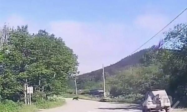 В Лесном у жилых домов медведица с двумя медвежатами перебежала дорогу
