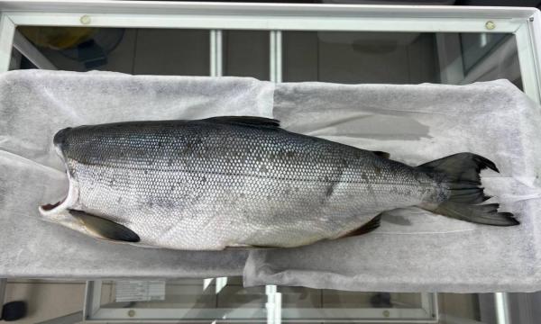 На Камчатке забраковали полторы тонны некачественной горбуши