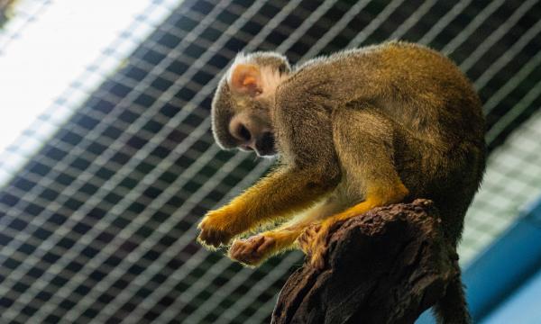 Сахалинский зоопарк приглашает на показательные кормления
