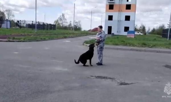 Пушистые помощники оттачивают навыки