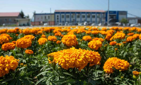 В Южно-Сахалинске завершают масштабную высадку летних цветов