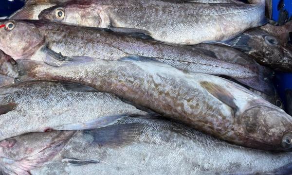 Экспорт рыбопродукции из Приморского края и Сахалинской области превысил 22 тысячи тонн за неделю.