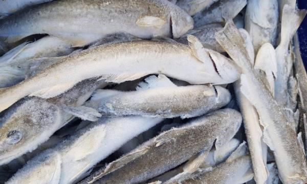 Сахалинцев приглашают за свежей навагой