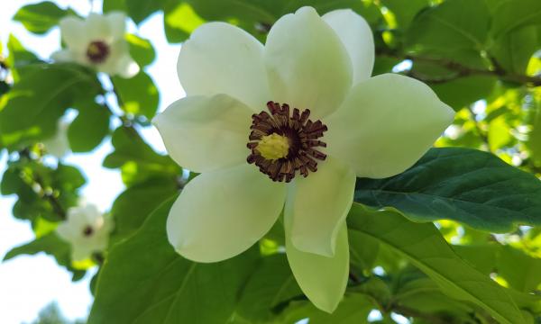 Магнолии в Сахалинском ботаническом саду зацвели на две недели раньше срока