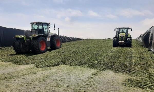 Время подумать о кормах: рекомендации аграриям для заготовки кормов