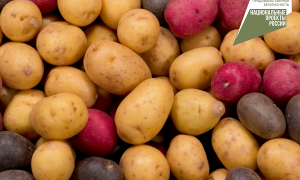 Сахалинские аграрии успешно испытали новые сорта картофеля